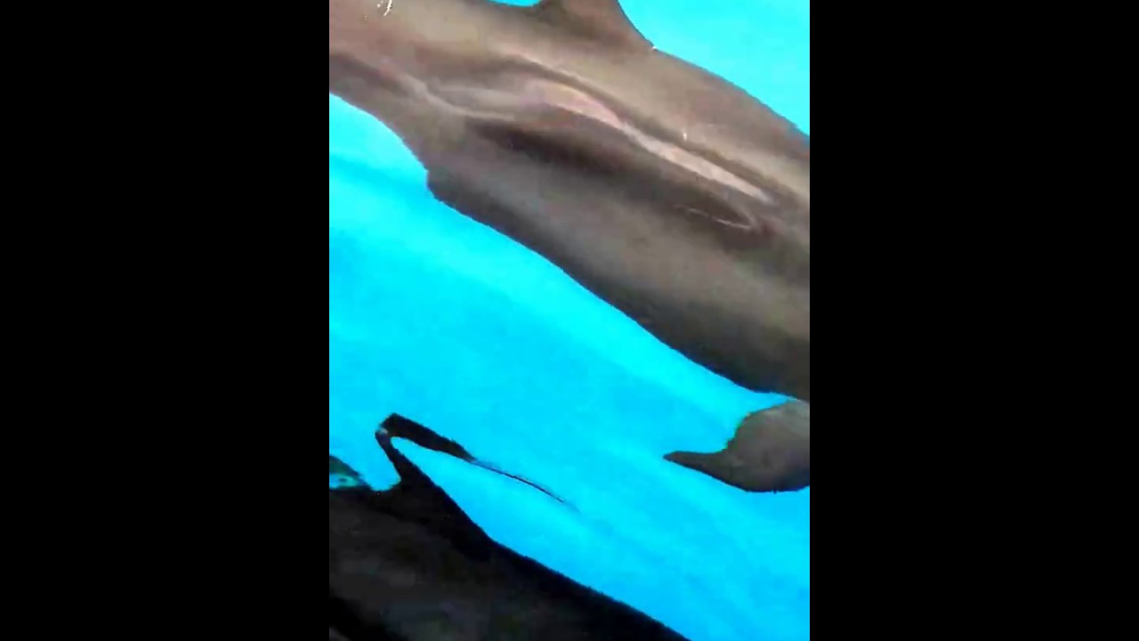 animals worksheet False killer whales at caño island, Drake Bay