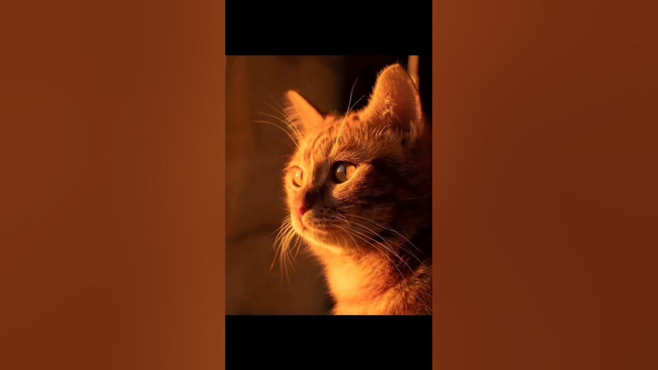 симбочка пимбочка - YouTube