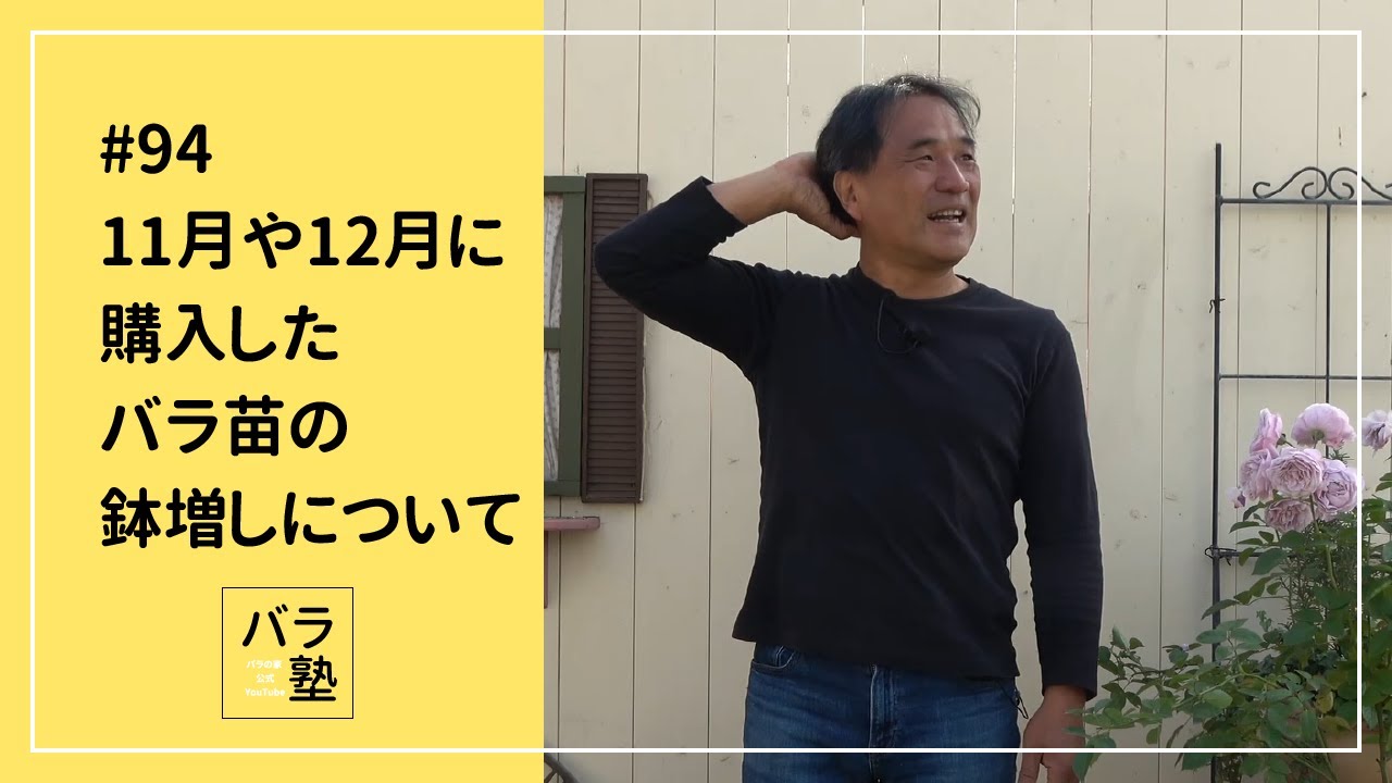 94 11月や12月に購入したバラ苗の鉢増しについて - YouTube