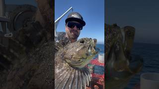 Cabezon Fish #fishing #friendliestcatch