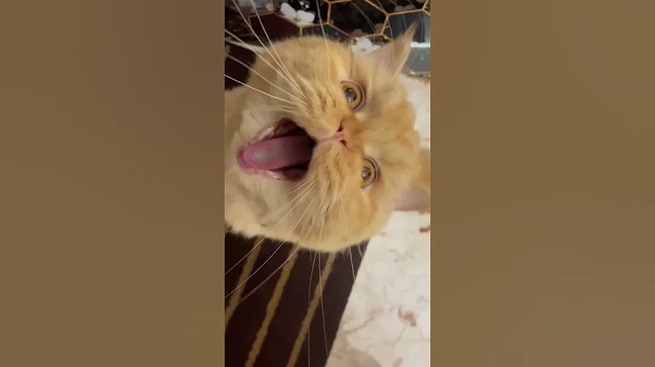 Watch the video about 😸 “When Monday hits you mid-nap.” #cat #funny #memes #cutecat #catvideo #funnycute #memecore