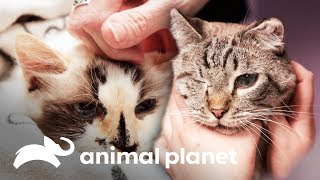 Os pacientes felinos mais amorosos | Veterinários do Texas | Animal Planet Brasil