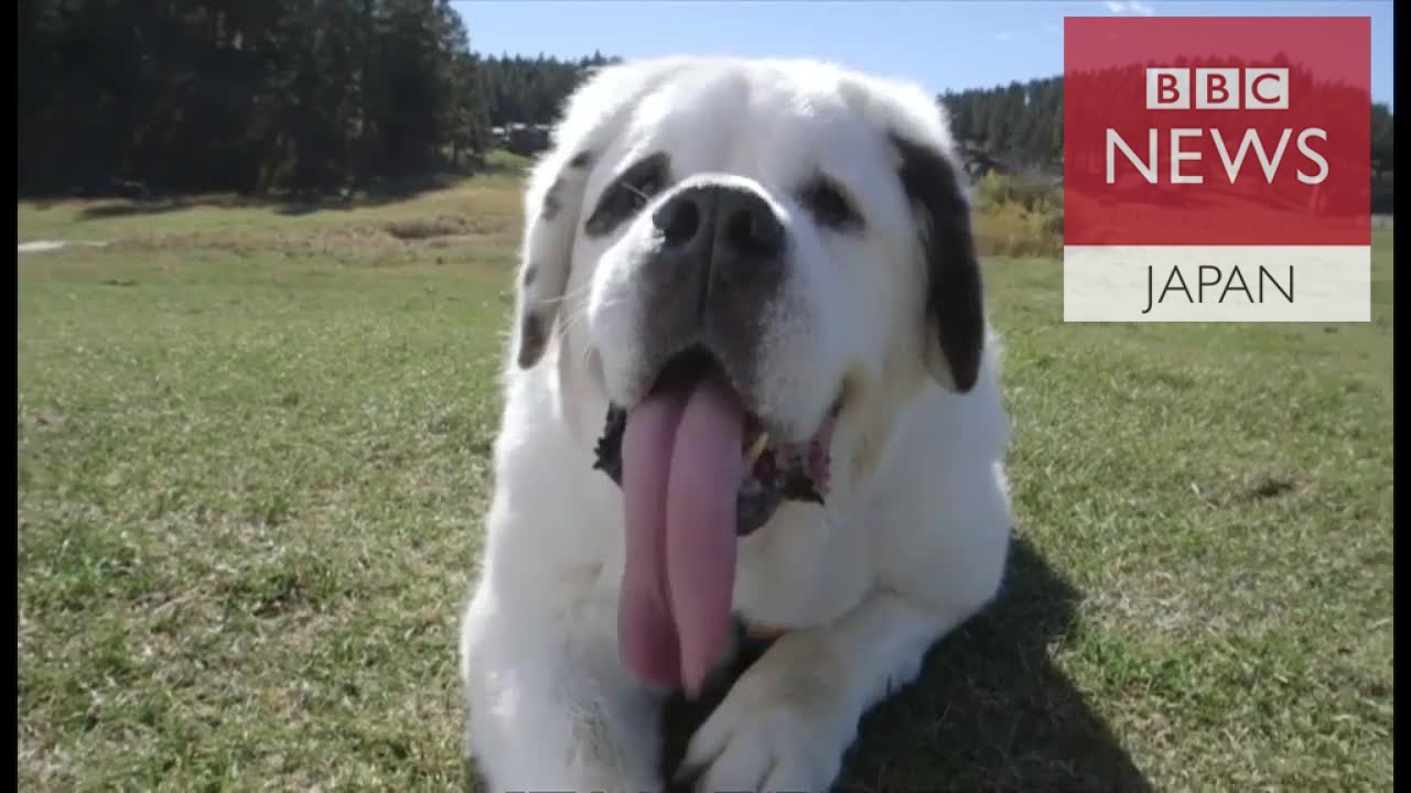 世界一長い舌の犬 米サウスダコタ州 Youtube