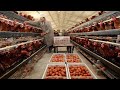 How to Raise Millions of Free Range Chickens - Chicken Farming - Meat Factory