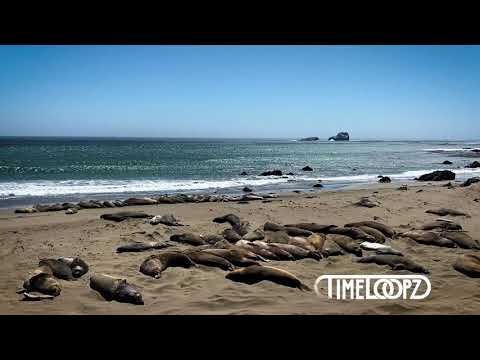 Seal Beach Hours