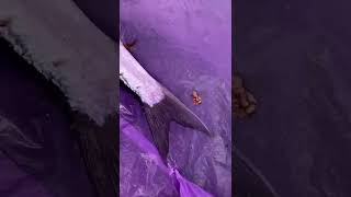 Шамайка Бомба