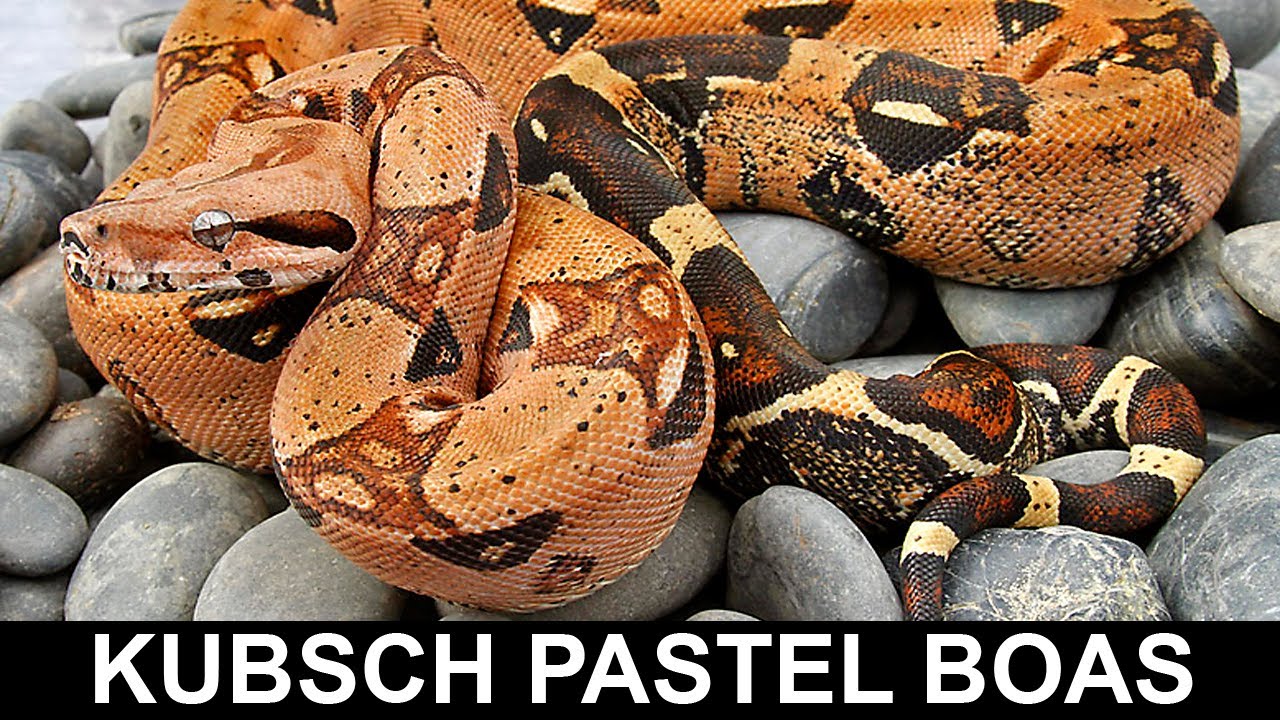 Мой самый незаслуженно забытый удав