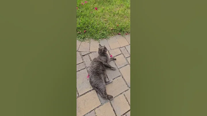 Watch the video about My cute Russian Blue kitty cat.... love her so much. #pets #kitten #kittycat #cat #lovepets #cute