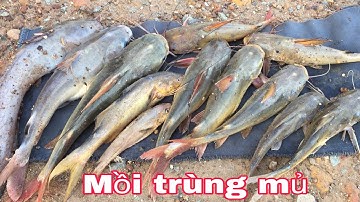 Đi Câu cá ngát, cá úc ở cầu Thủ Bộ - sông Cần Giuộc | Buổi chiều may mắn