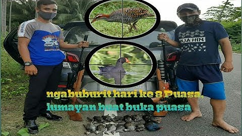 Hw 100 dan SE, kembali berkolaborasi berburu mandar dan sintar di sawah