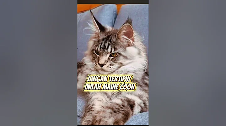 Video 10379941: kucing maine coon