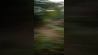 Scary forest  #nature #lifeisbutadream #ghost #paranormal #creepy #travel #song