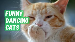 Funny Danсing Cats Compilation Video. by What Cool Cat 727 views 1 year ago 3 minutes, 18 seconds