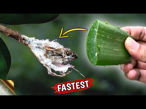 FASTEST METHOD TO CLONE PLANTS | TOILET PAPER + ALOE VERA FOR AIR LAYERING