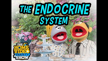 Cycle 3 Week 11 Science: The Endocrine System