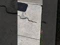 Big snake 🐍 in Cayman 🇰🇾