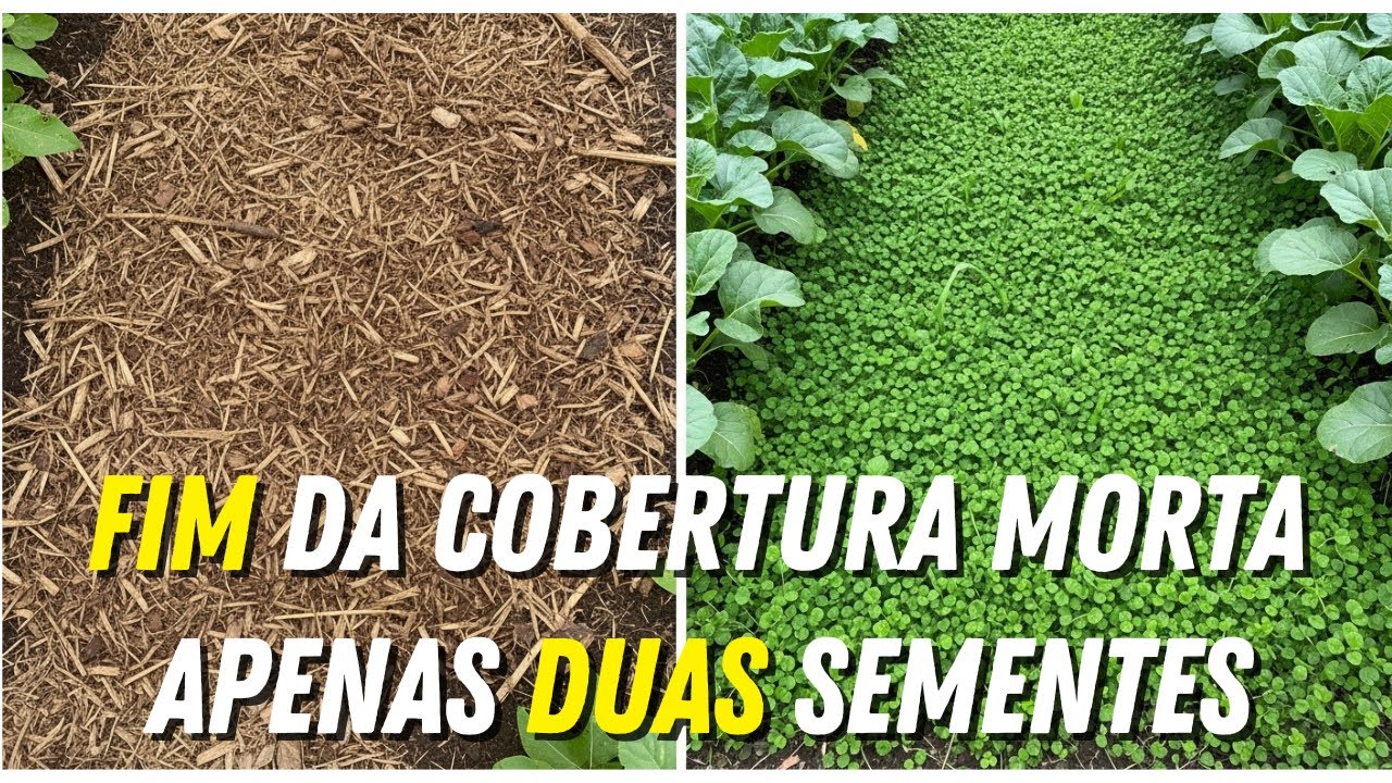 Plante essas 2 Sementes e Diga ADEUS à Cobertura Morta! (Mulch)