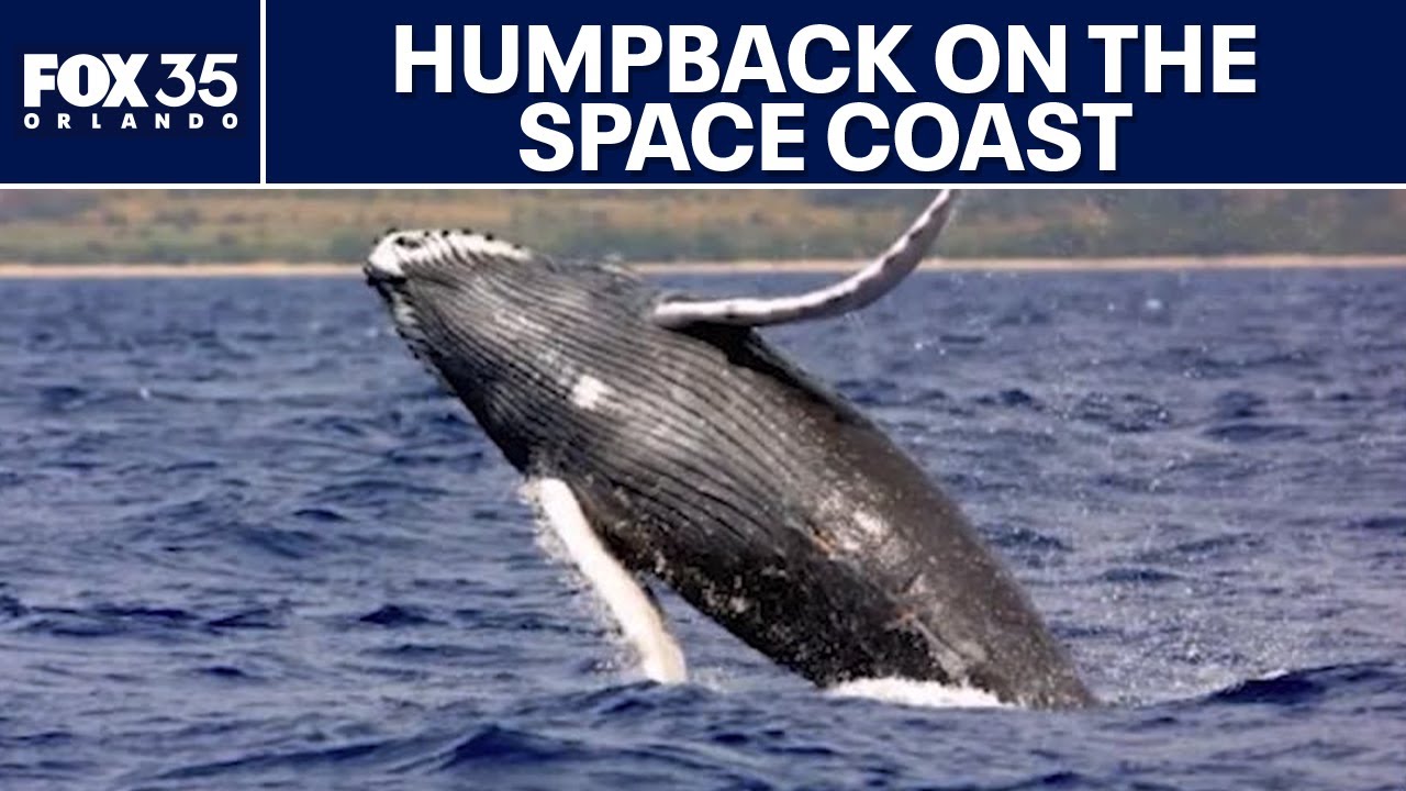 Humpback whale sighting surprises fishermen off Florida Coast