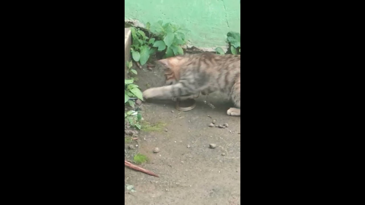 LUCU KUCING VS ULAR #JURUSKUCINGLIAR 