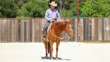 Building Your Horses Confidence in You