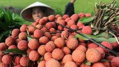 vải thiều lục ngạn 2020- Lãnh đạo cũng đi chợ bán, vải thiều Lục Ngạn thoát cảnh được mùa mất giá