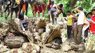 खुदाई के दौरान शाही के बिल में मादा अजगर सांप इतने सारे अंडे देकर कैसे बैठी थी, फिर क्या हुआ!😱