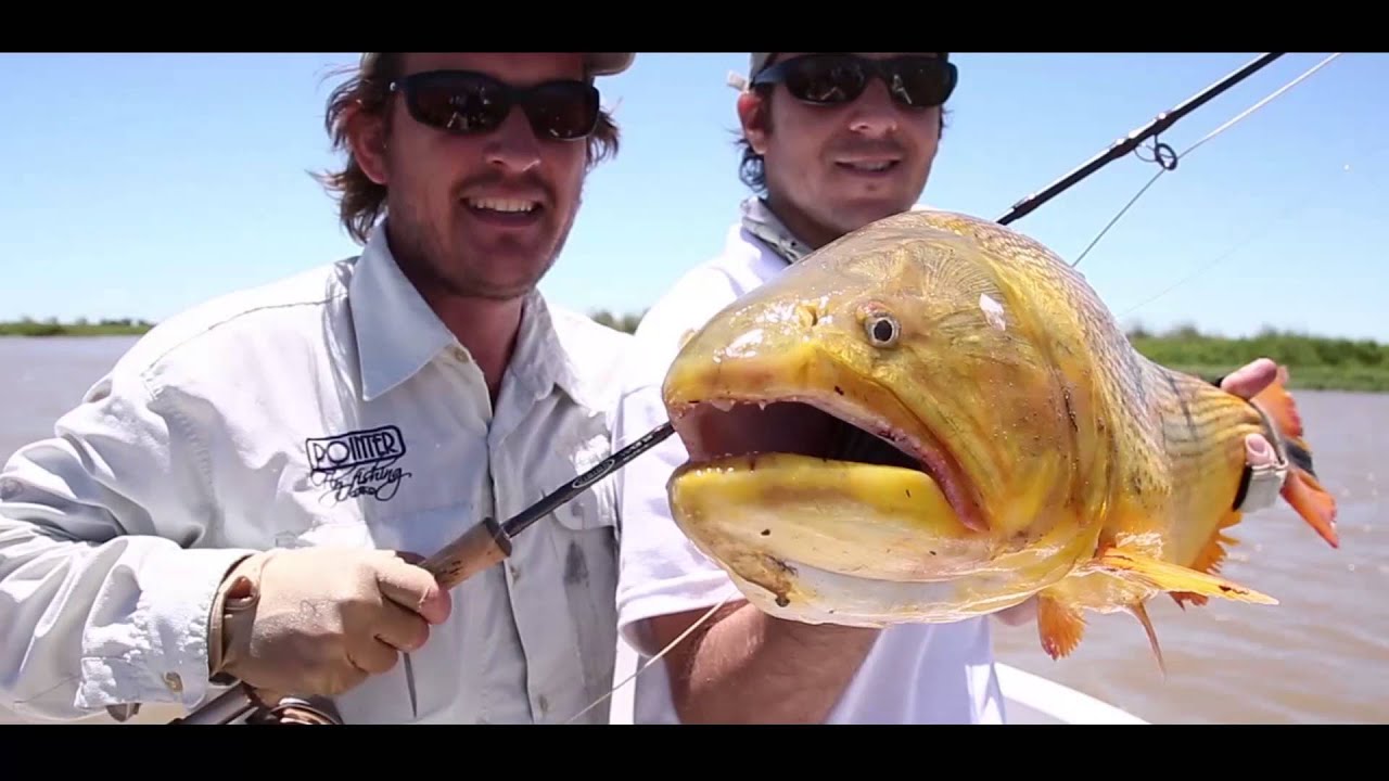 Golden Dorado Fly Fishing at Parana River, Argentina by Pointer Fly