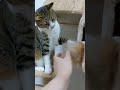 メインクーンのしっぽでキジトラ猫と飼い主が一緒に遊んでいたらキレられます