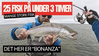 Havørredfiskeri - 25 Fisk på under 3 timer - Det her er Bonanza