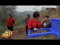 她把荒山变金山，种植油橄榄年卖5000多万元！| CCTV「致富经」20201124