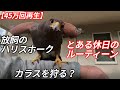 【71万回再生】放し飼いハリスホーク【鷹】　とある休日のルーティーン/Hawk breeding routine, Harris Hawk, cage free hawk,【鷹匠】【鷹狩】