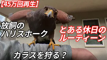 レッドテールホーク ペット レッドテールホーク ペット