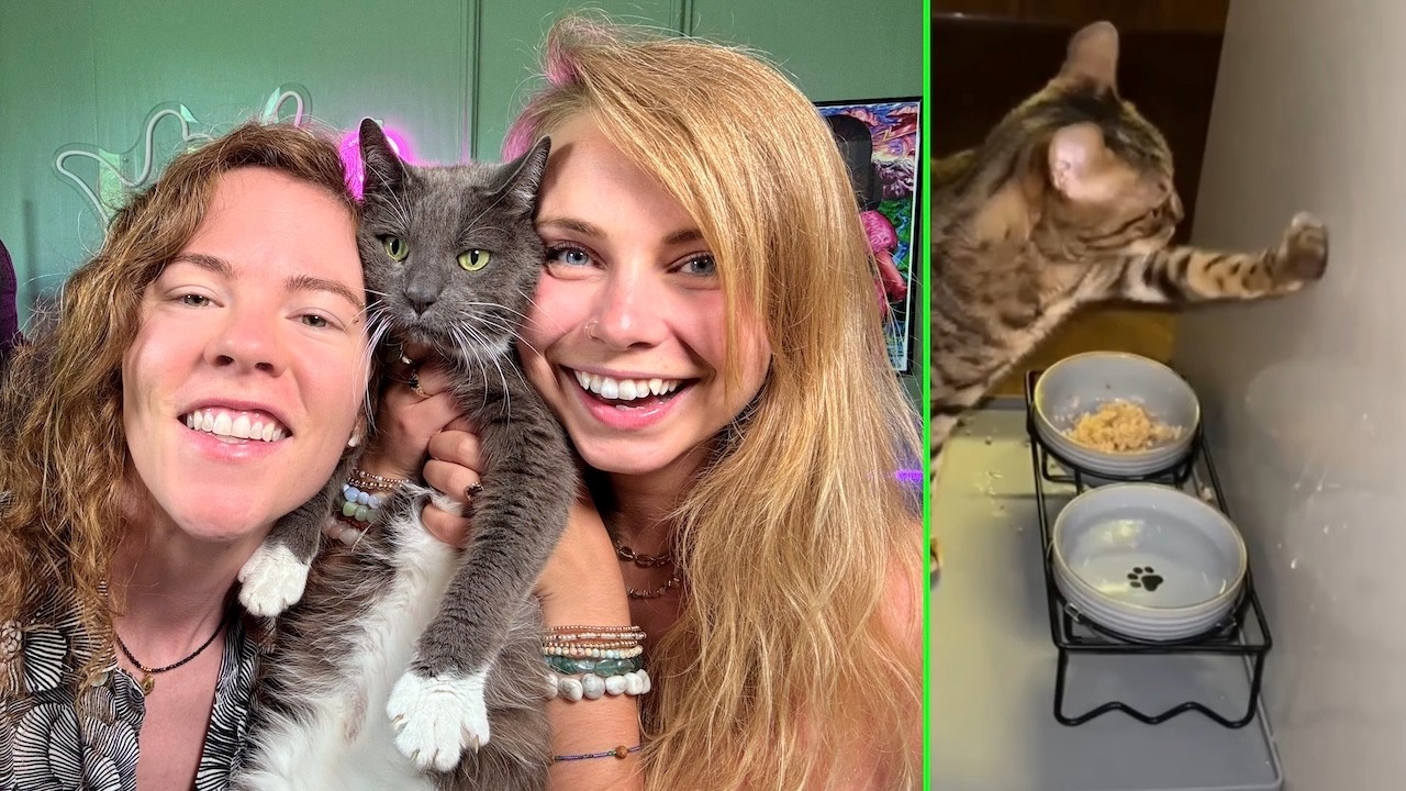 Reacting To The FUNNIEST Cats Of The Year! - Hailee And Kendra