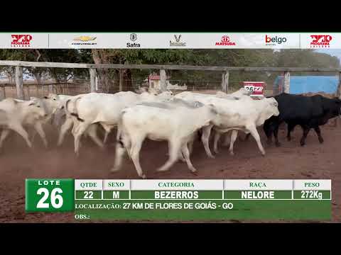 Lote 26