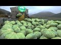 Awesome Cabbages Farming Agriculture Technology - Japan Cabbages Harvesting - Cabbages Cultivation
