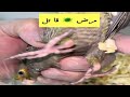 حالة ببغاء كروان حرجة ٣ ايام استفراغ والسبب مرض 🦠 قا تل 🩸
