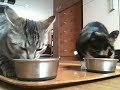 Buffy en Kiwi vallen aan