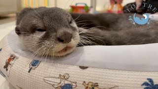 カワウソたちがトイレで遊んじゃいます！　Otters Play With the Toilet?!