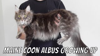 Maine Coon Albus Growing Up (13 Weeks  1 Year)