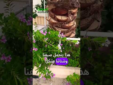 نبات مزهر طول العام طوله 1م مناسب في الدول العربية وسهل العناية شارك المقطع للفايدة بفتة ونكا