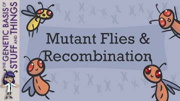 Mutant flies helped us discover intragenic recombination