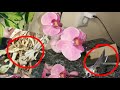 Какие корни обязательно надо удалить у орхидеи, а какие нельзя обрезать/ Подготовка к пересадке
