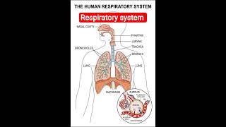 human respiratory system diagram #respiratorysystem #medical #bmlt #neet #dmlt #anatomy #viralshort