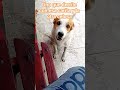 #Demasiada#personalidad#Bethoven#Paquita😻🐶