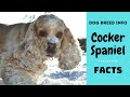 American Cocker Spaniel dog breed. All breed characteristics and facts about Cocker Spaniel dogs