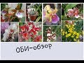 Шикарный завоз орхидей в ОБИ: одонтоглоссумы, дендробиумы, эпидендрумы, зигопеталумы