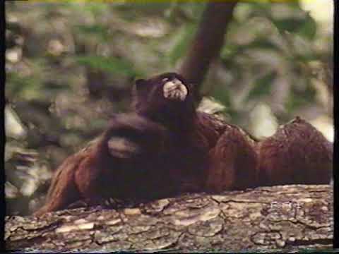 R1 - Il selvaggio mondo degli animali: "Scimmie del nuovo mondo" (incompl.) (Lun 10/1/1983) R1 - Il selvaggio mondo degli animali: "Scimmie del nuovo mondo" (incompl.) (Lun 10/1/1983)
