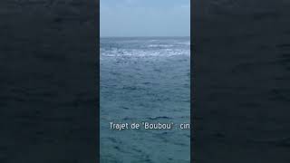 100 000 éléphants de mer envahissent une île chaque année #shorts