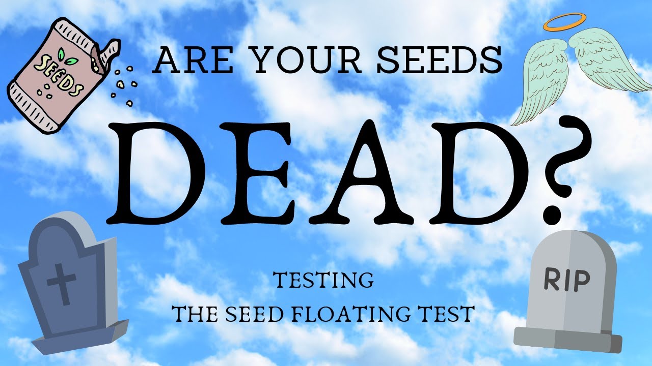 ARE YOUR SEEDS DEAD? TESTING THE SEED FLOATING TEST YouTube
