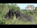 Buffalo Bulls Fighting In Long Grass | African Safari Sighting